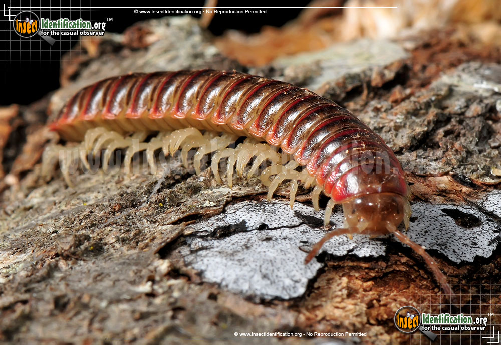 Full-sized image of the Millipede