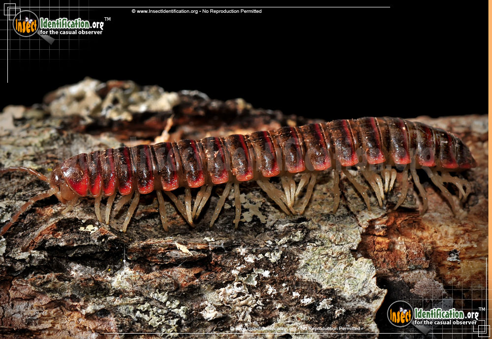 Full-sized image #3 of the Millipede