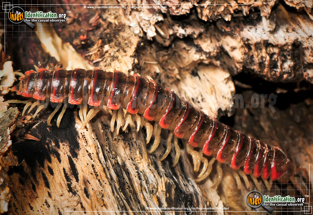 Full-sized image #4 of the Millipede