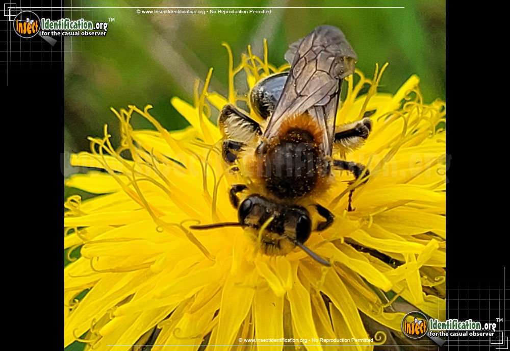 Full-sized image #9 of the Miner-Bee