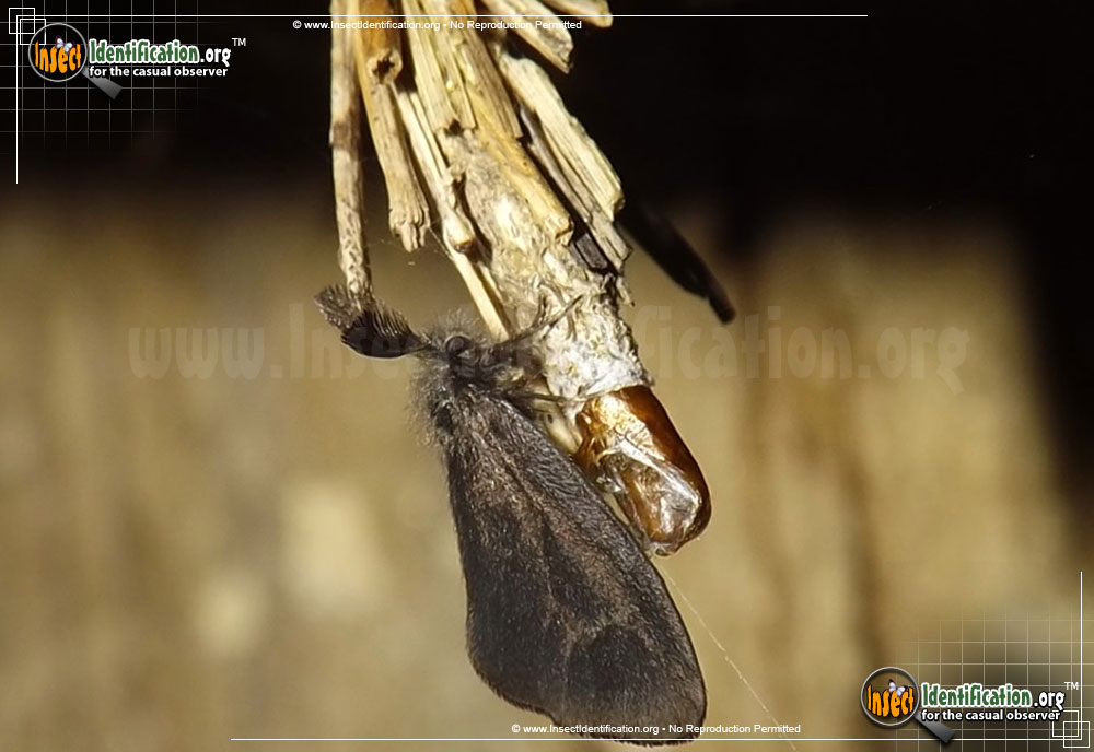 Full-sized image #2 of the Mini-Bagworm-Moth
