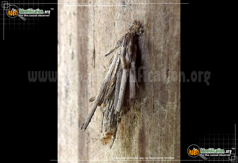 Full-sized image #4 of the Mini-Bagworm-Moth