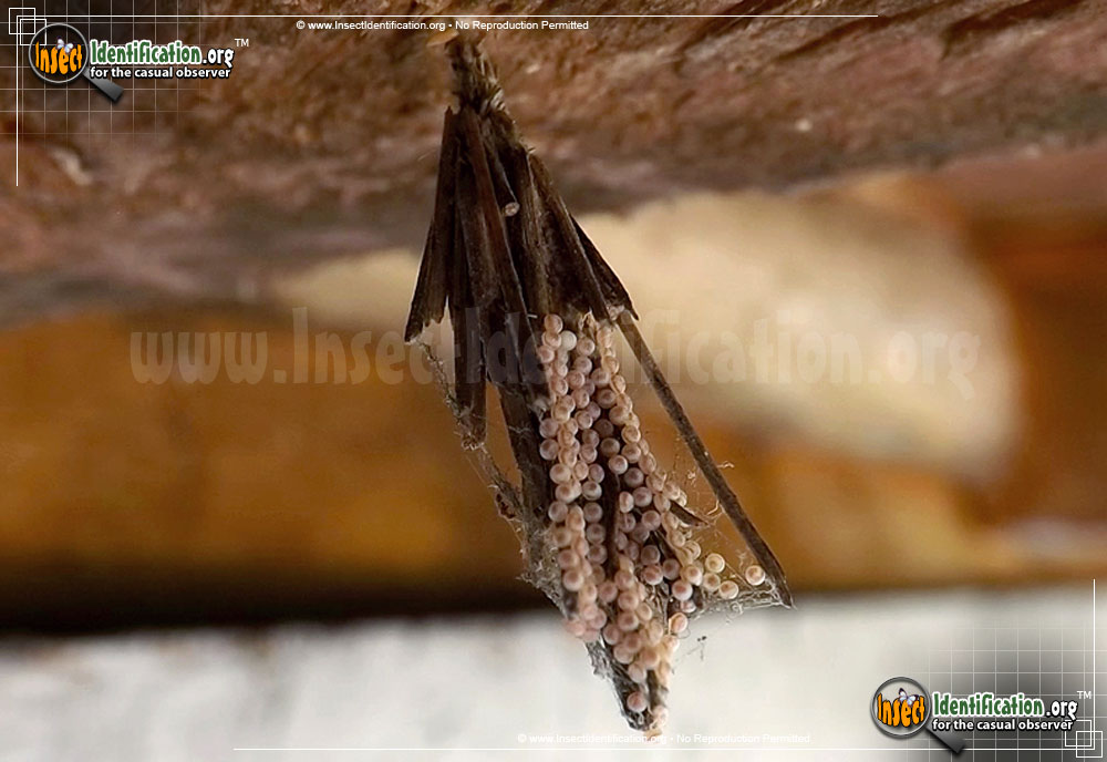 Full-sized image #5 of the Mini-Bagworm-Moth
