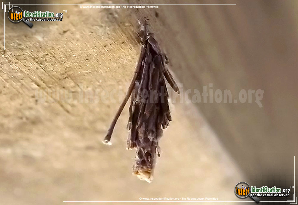 Full-sized image #6 of the Mini-Bagworm-Moth