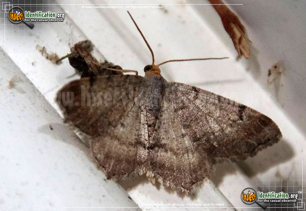 Full-sized image of the Minor-Angle-Moth