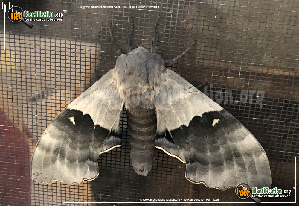Full-sized image #9 of the Modest-Sphinx-Moth