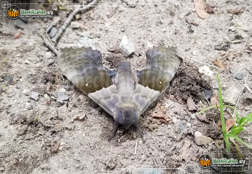 Full-sized image #10 of the Modest-Sphinx-Moth