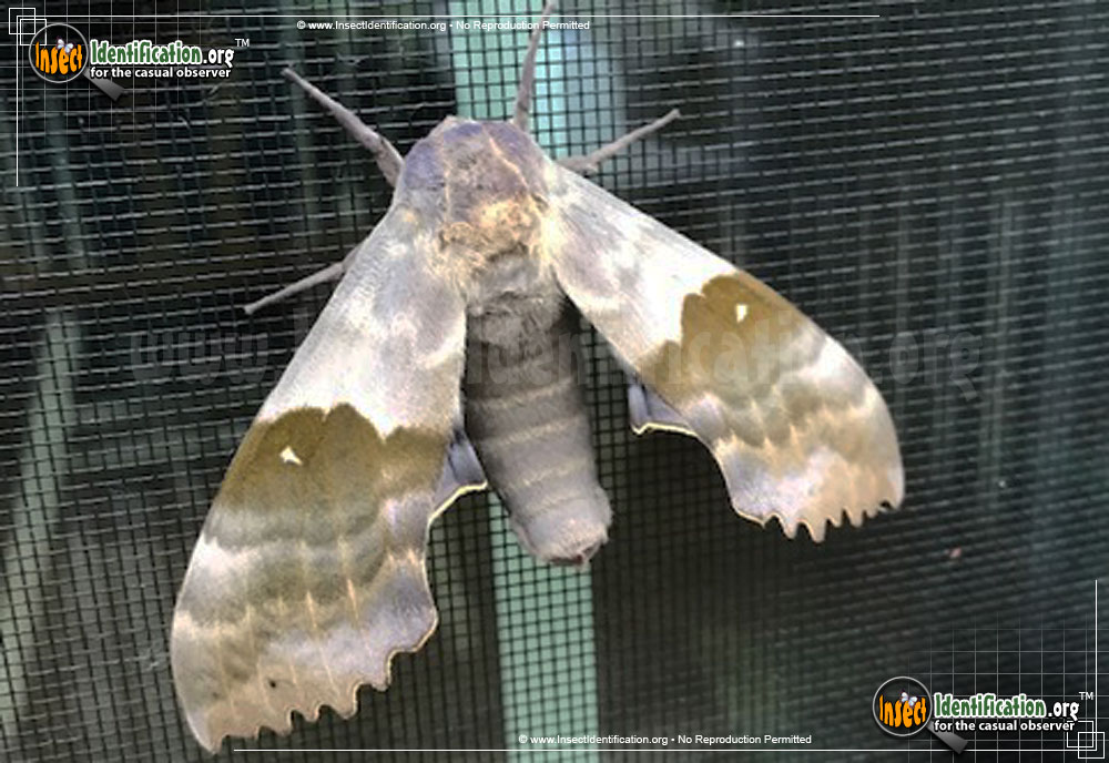 Full-sized image #5 of the Modest-Sphinx-Moth