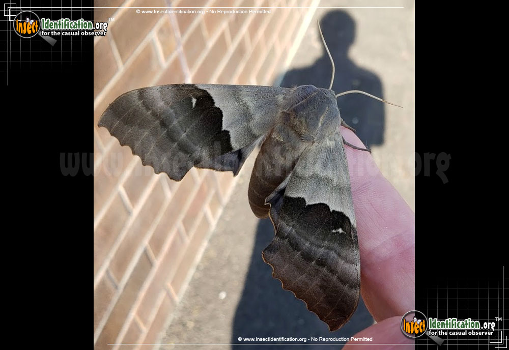 Full-sized image #4 of the Modest-Sphinx-Moth