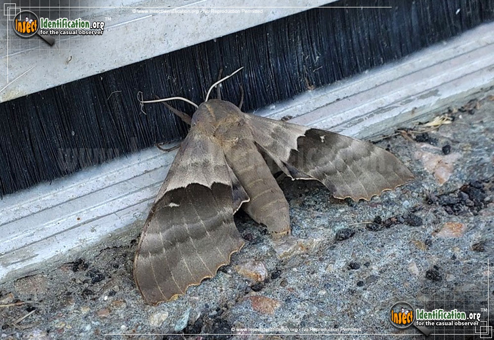 Full-sized image #2 of the Modest-Sphinx-Moth