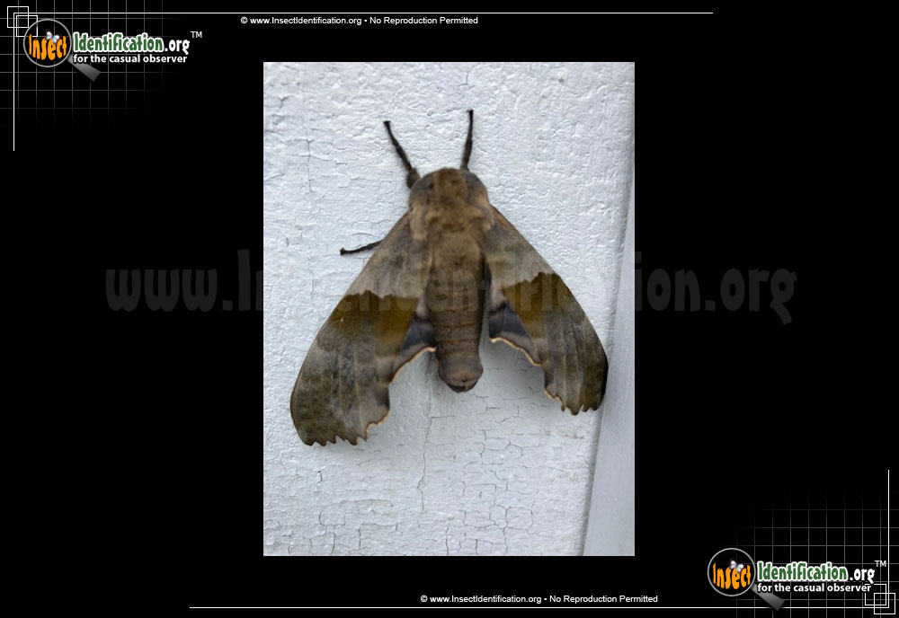 Full-sized image #7 of the Modest-Sphinx-Moth