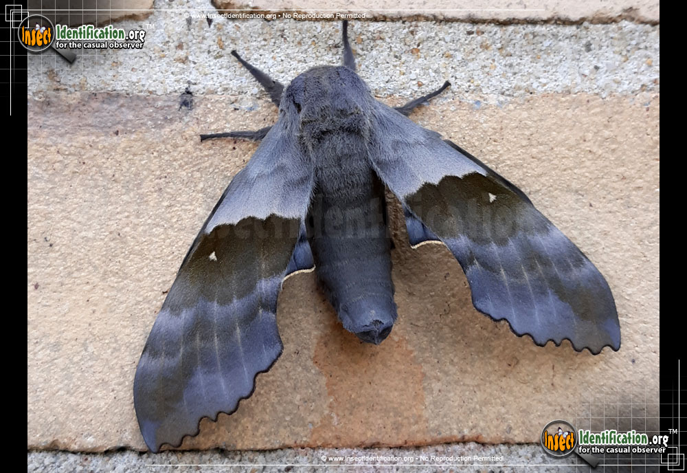 Full-sized image of the Modest-Sphinx-Moth