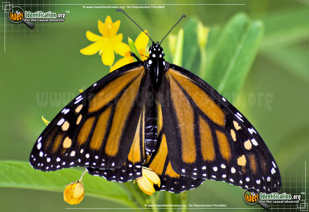 Full-sized image #3 of the Monarch-Butterfly