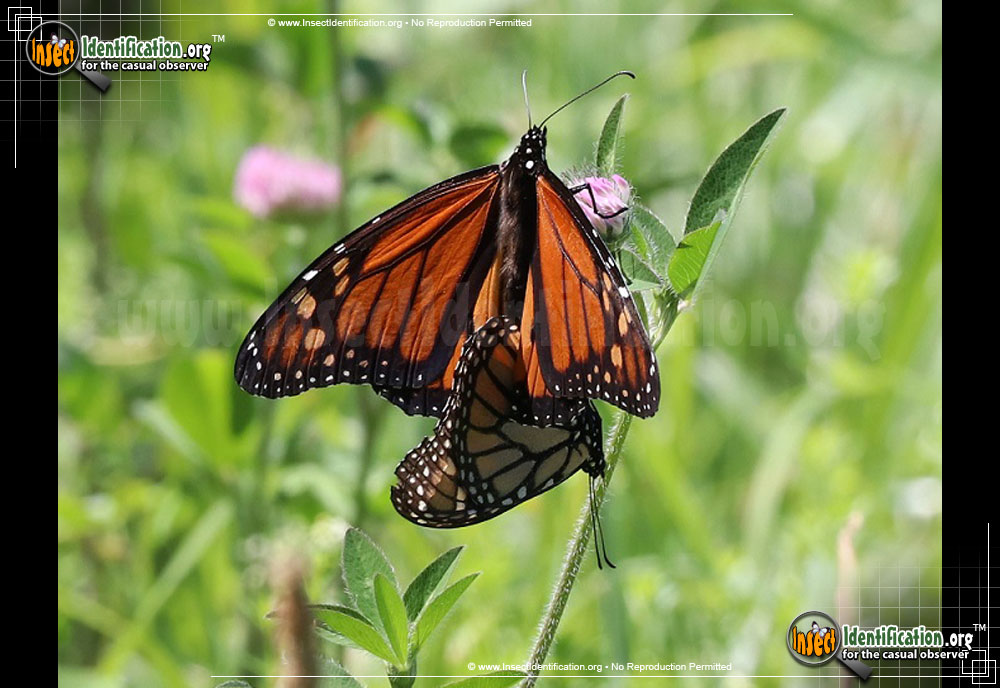 Full-sized image #11 of the Monarch-Butterfly