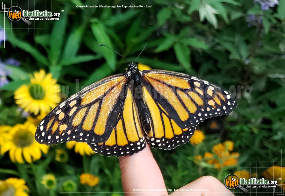 Full-sized image #9 of the Monarch-Butterfly