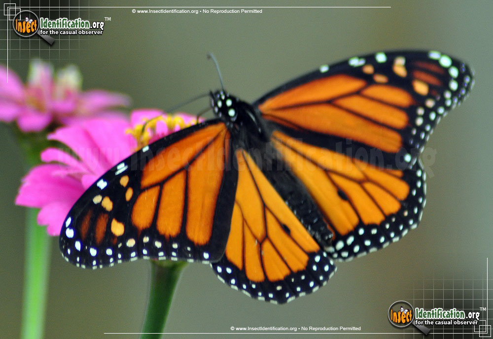 Full-sized image of the Monarch-Butterfly