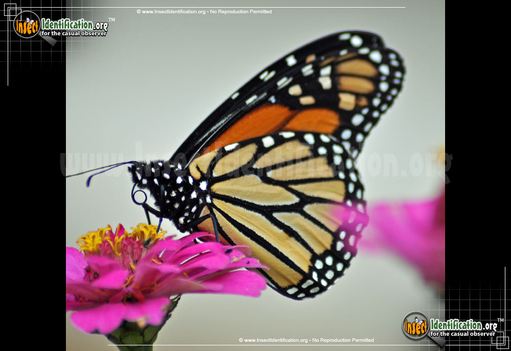 Full-sized image #6 of the Monarch-Butterfly