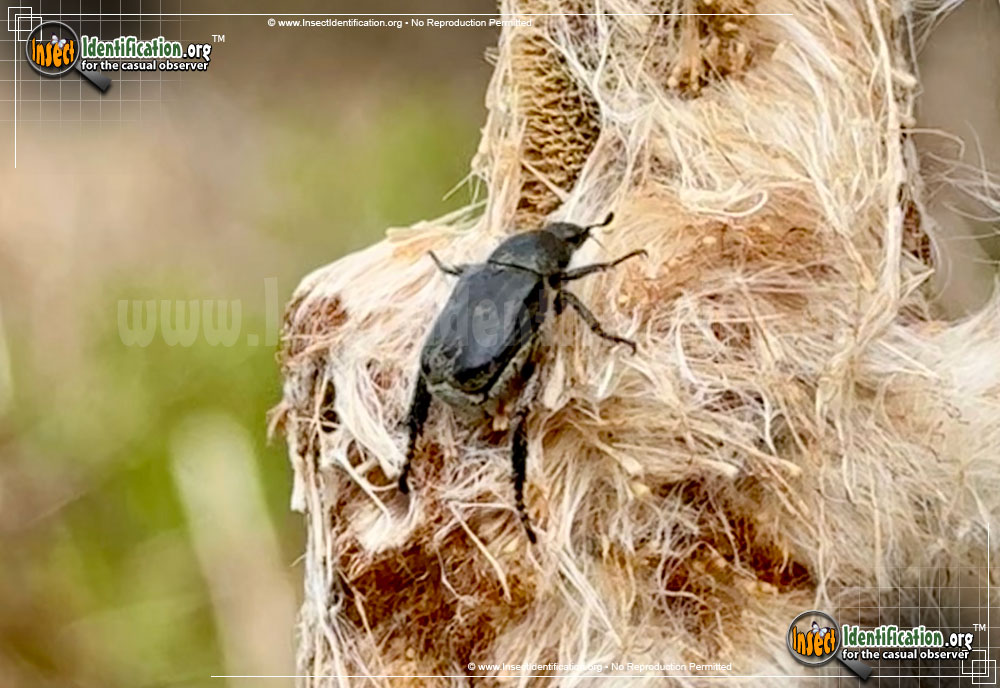 Full-sized image of the Monkey-Beetle-Hoplia