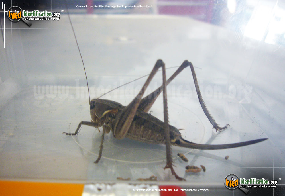 Full-sized image #4 of the Mormon-Cricket