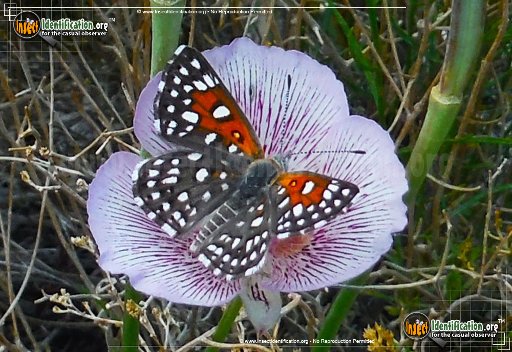 Full-sized image #2 of the Mormon-Metalmark-Butterfly