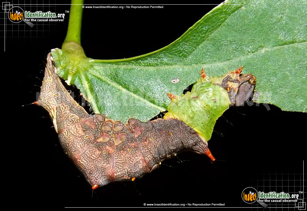 Full-sized image #2 of the Morning-Glory-Prominent-Moth
