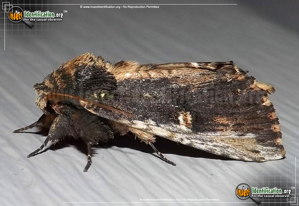 Full-sized image of the Morning-Glory-Prominent-Moth
