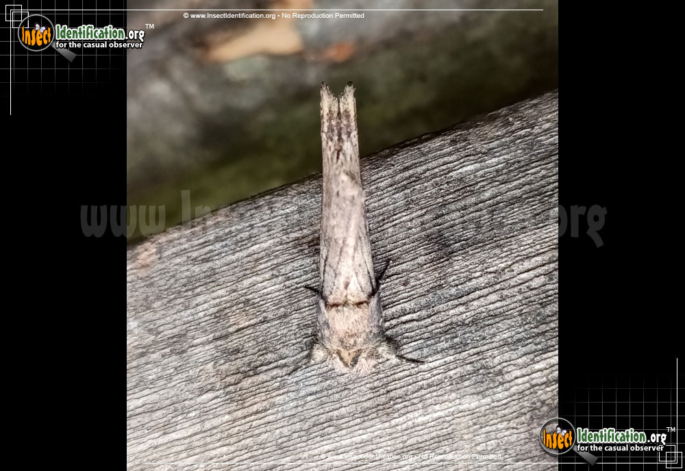 Full-sized image #5 of the Morning-Glory-Prominent-Moth