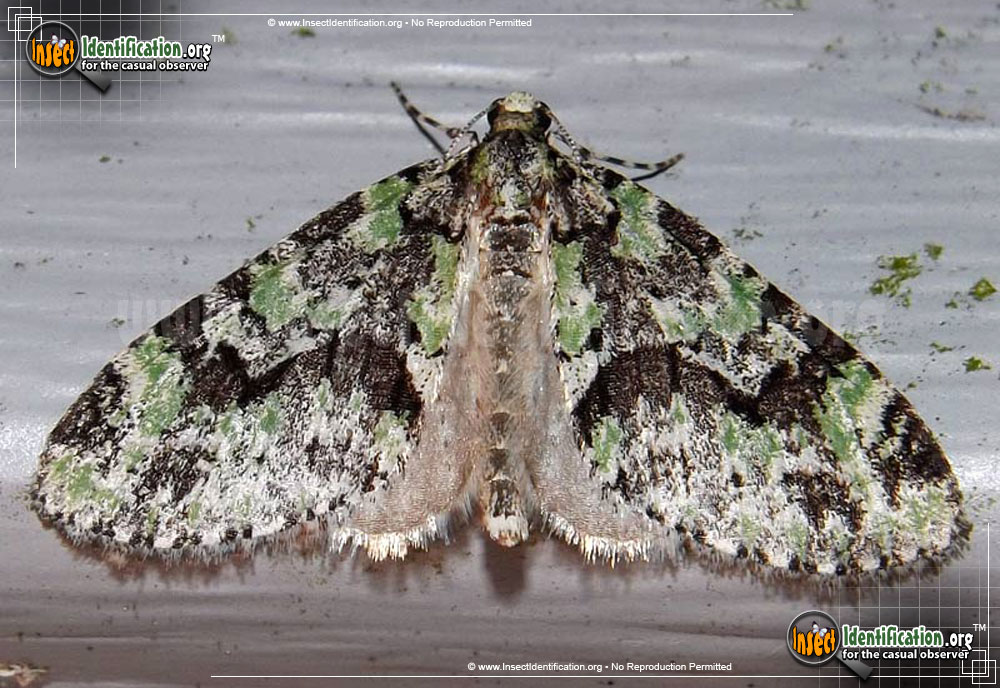Full-sized image of the Mottled-Gray-Carpet-Moth