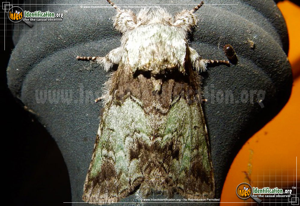 Full-sized image of the Mottled-Prominent-Moth