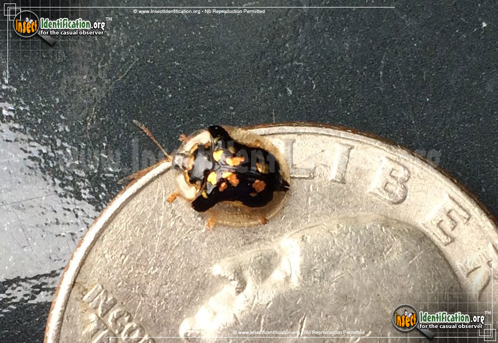 Full-sized image #2 of the Mottled-Tortoise-Beetle