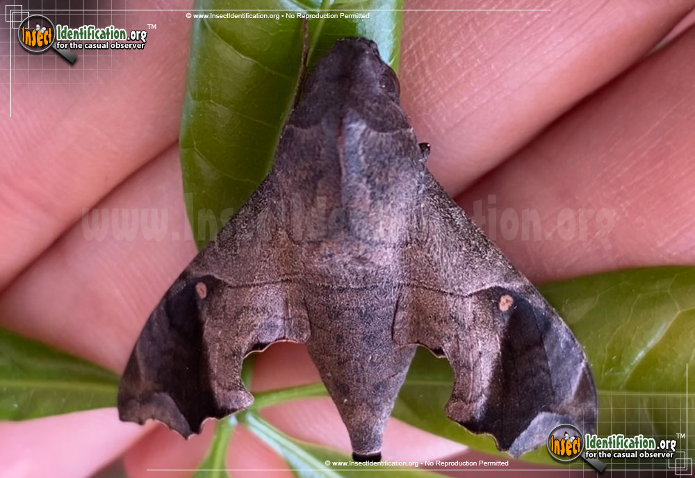 Full-sized image of the Mournful-Sphinx-Moth