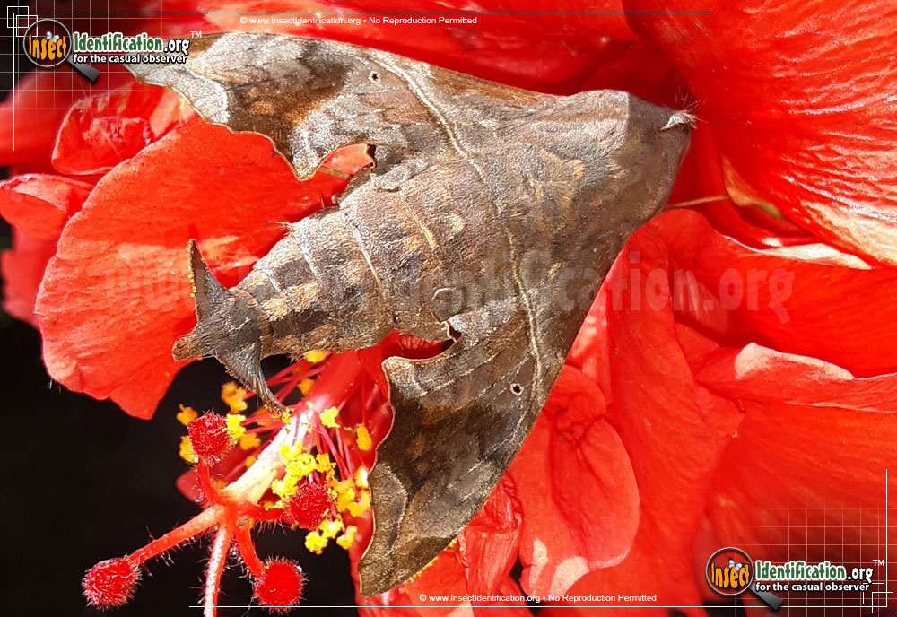 Full-sized image #6 of the Mournful-Sphinx-Moth