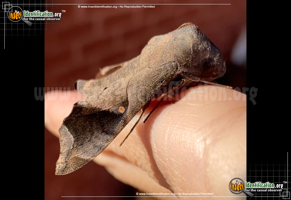 Full-sized image #5 of the Mournful-Sphinx-Moth