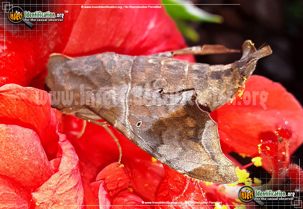Full-sized image #4 of the Mournful-Sphinx-Moth