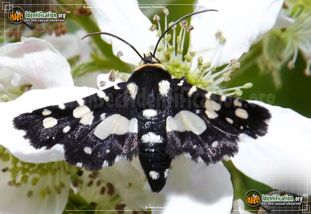 Full-sized image of the Mournful-Thyris-Moth