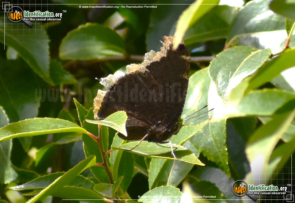 Full-sized image #7 of the Mourning-Cloak-Butterfly