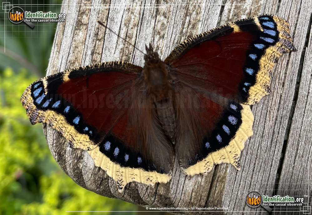 Full-sized image #3 of the Mourning-Cloak-Butterfly