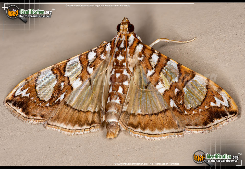 Full-sized image of the Mulberry-Leaftier-Moth