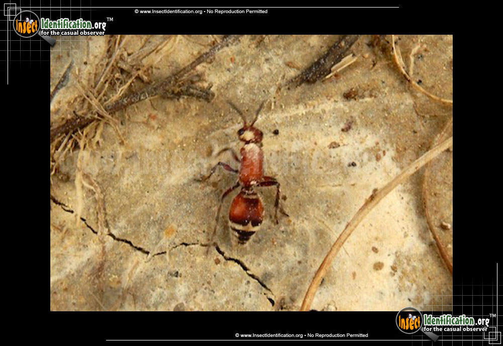 Full-sized image of the Mutillid-Wasp