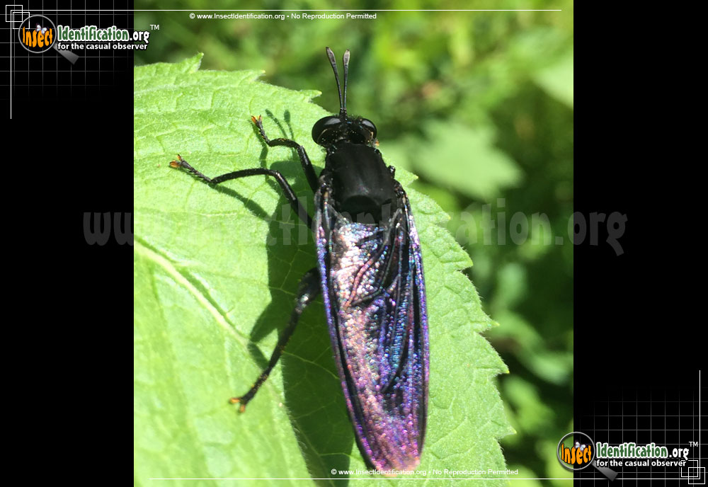 Full-sized image #3 of the Mydas-Fly