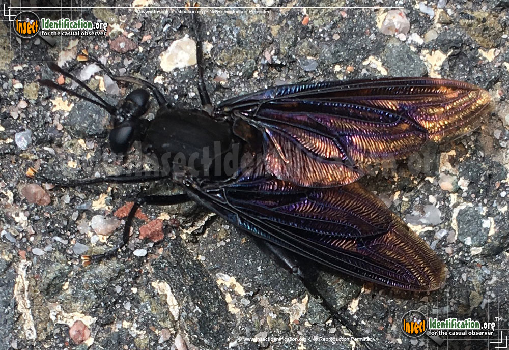 Full-sized image of the Mydas-Fly