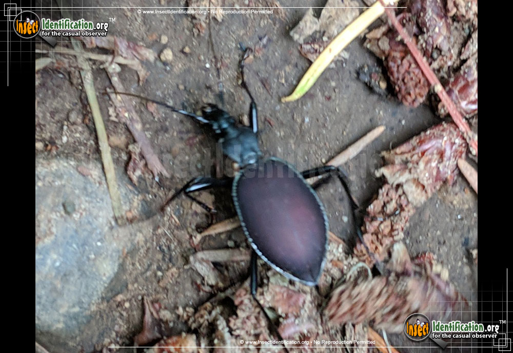 Full-sized image of the Narrow-Collared-Snail-Eating-Beetle