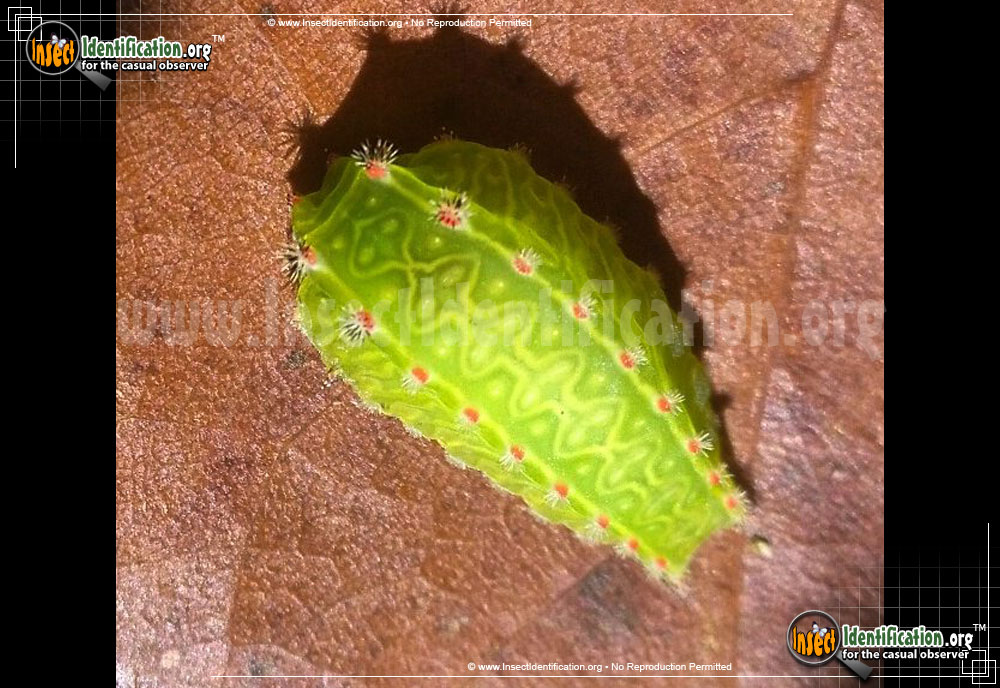 Full-sized image of the Nasons-Slug-Moth