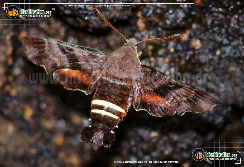 Full-sized image of the Nessus-Sphinx-Moth