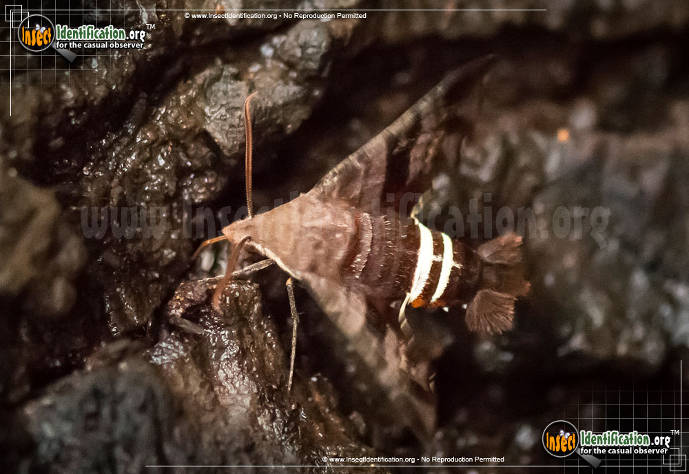 Full-sized image #4 of the Nessus-Sphinx-Moth