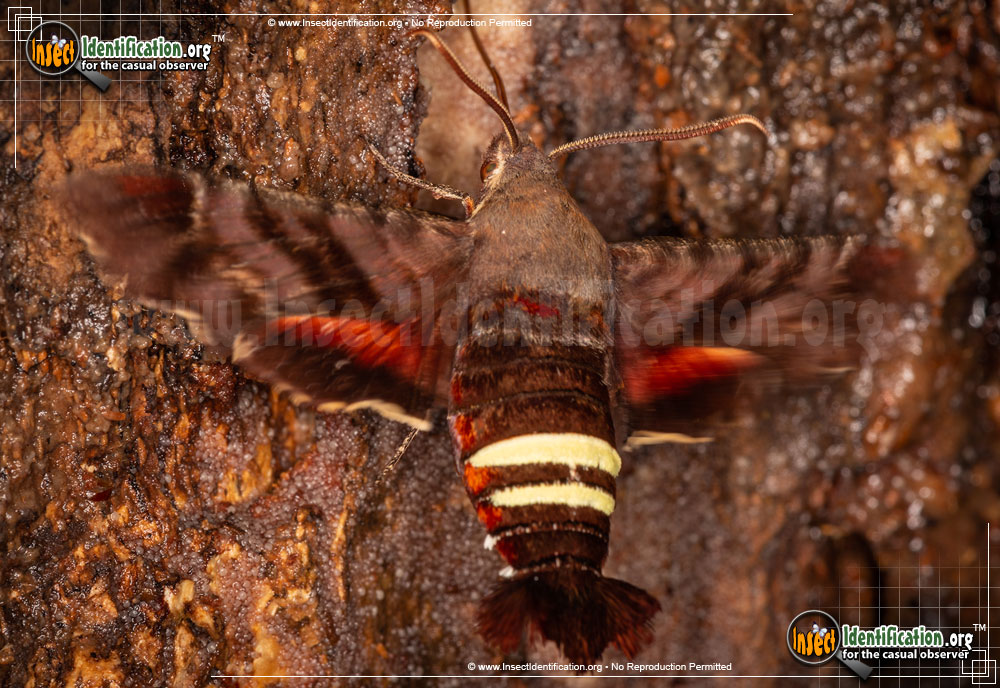 Full-sized image #5 of the Nessus-Sphinx-Moth