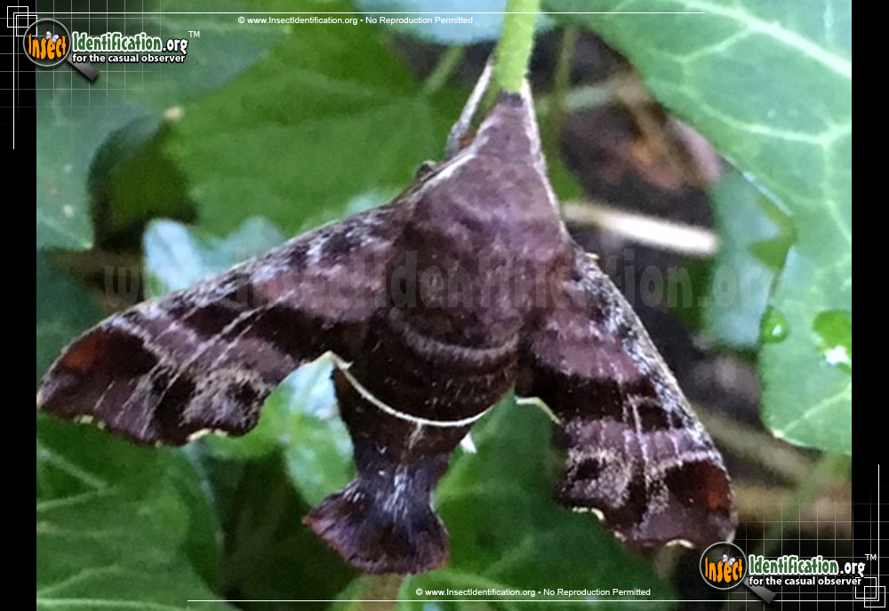 Full-sized image #9 of the Nessus-Sphinx-Moth