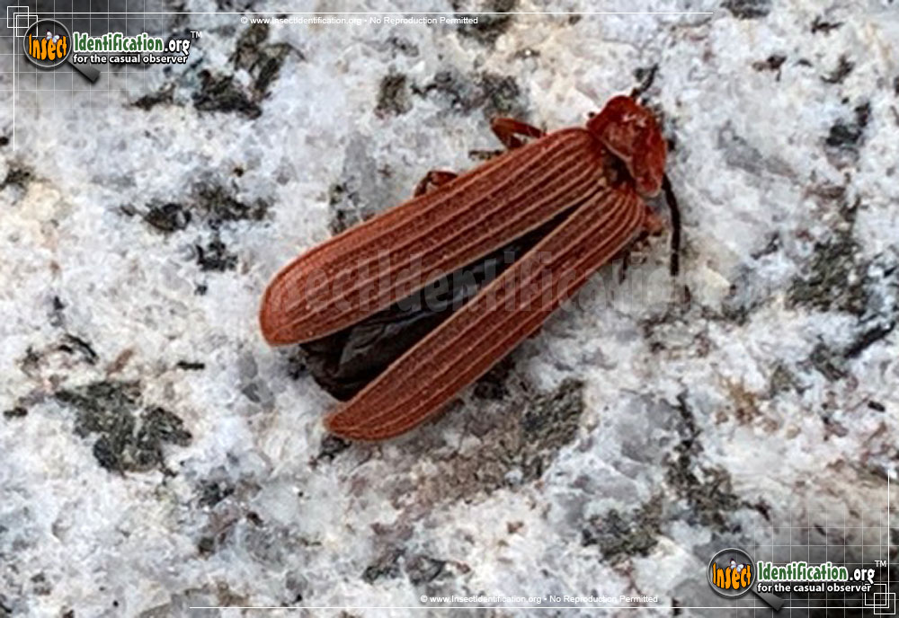 Full-sized image of the Net-Winged-Beetle-Punicealis-Hamata