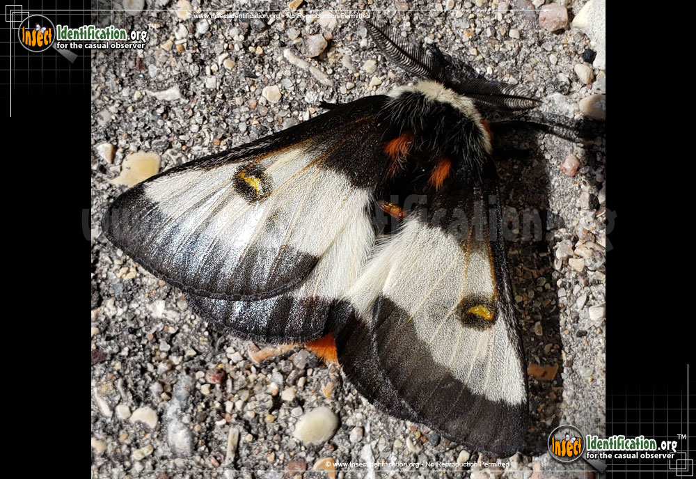 Full-sized image of the Nevada-Buck-Moth