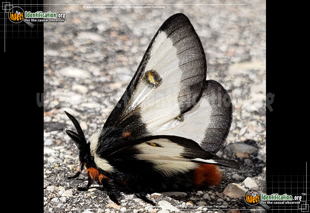 Full-sized image #2 of the Nevada-Buck-Moth